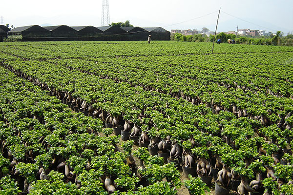 家庭园艺营养土