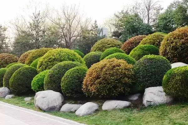 绿化营养土